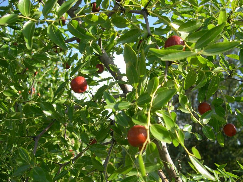 Ziziphus jujuba / Giuggiolo comune